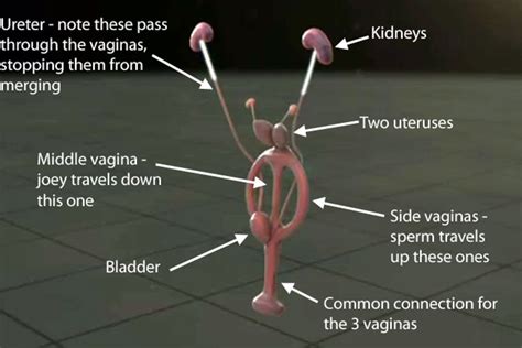 can women have 2 vaginas|What Its Like to Give Birth When You Have Two。